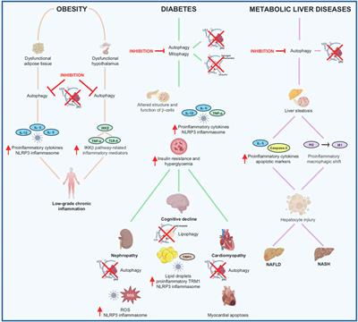 Autophagy and inflammation an intricate affair in the management of obesity and metabolic disorders: evidence for novel pharmacological strategies?